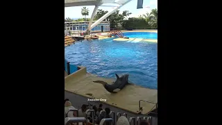 LORO PARK, ORCA SHOW 02 #shorts