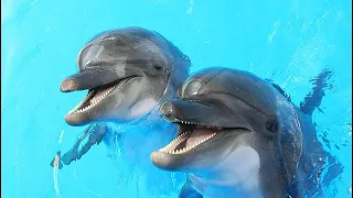 Dolphin Show In Dubai FULL Video | Best Dolphin & Seal Show @Ahmad-zoya