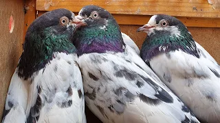 Teddy Kabootar | Breeder Males | Teddy Pigeons Of Ch Sakhi Muhammad Bhatti in Lahore