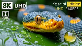 Special 8K HDR 240 FPS Dolby Vision Demo