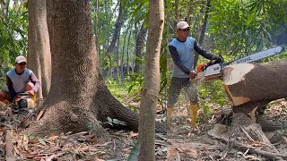 Trembesi falling... Super fast felling of 3 trees, Stihl ms881 chainsaw.