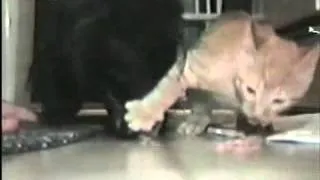 cat egoist e funny videos of cats приколы с животными