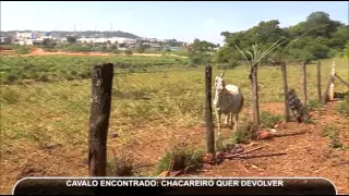 Cavalo aparece em chácara