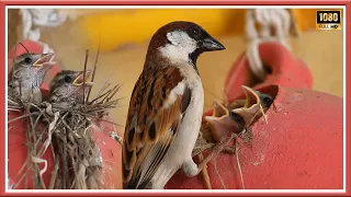 Baby House Sparrow First Two Weeks