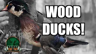 Classic Wood Duck Hunt in TIGHT Flooded Timber!