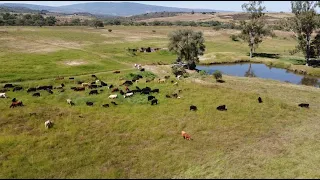 P161 La ganadería regenerativa, Rancho Pueblo Viejo.