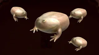 Wednesday Frog Meme Compilation