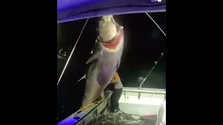 Woman Catches Gigantic Fish! 😲😲😳 Giant Tuna!