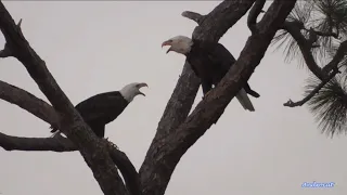 SWFL Eagle Cam 9-13-23.  M15 Joins F1 @ the Nest Tree; Eat Together in the Nest, Fly S Together. 😊