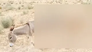 big white male donkey with female donkey in beautiful jungle#video #viral #junglebook