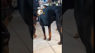 doberman puppy barking at mom - the importance of fathers