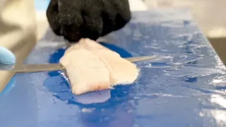 Direct Seafoods filleting tutorial: Skinning round fish (Haddock)