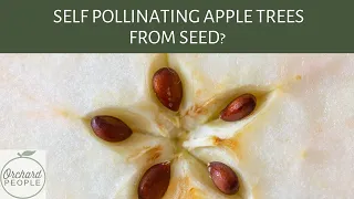 Self Pollinating Apple Trees - Can You Grow Them From Seed? 🍎 🌱 🪴