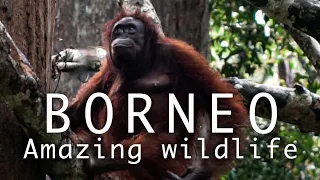 Backpacking North Borneo - See The Amazing Wildlife and Nature