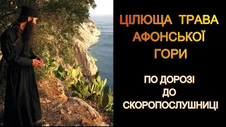 ЦІЛЮЩА трава АФОНСЬКОЇ ГОРИ. Розмова з афонським травником-цілителем по дорозі до «СКОРОПОСЛУШНИЦІ»