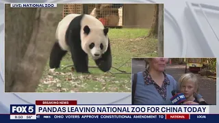 Sad faces at the National Zoo as pandas depart for China