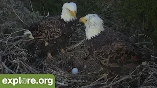 Sauces Bald Eagles - A Story of Triumph