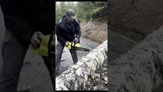 Ryobi 14" 40v cordless chainsaw - cutting fallen tree