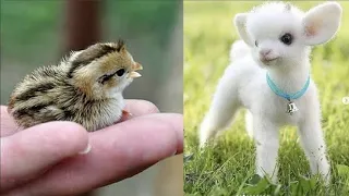 AWW Animals SOO Cute! Cute baby animals Videos Compilation cute moment of the animals #6