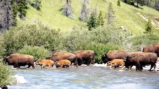 Bison cross a river for the first time - Banff National Park