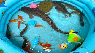 Kem Chanel bắt các con vật con cá, cá chép, cá vàng, cá trê bự, cá chuối, con ba ba thả vào bể bơi
