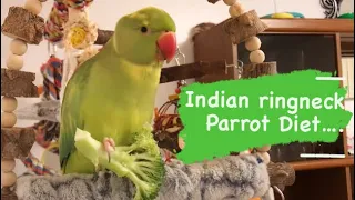 INDIAN RINGNECK PARROT DIET | Healthy, Toxic & Unhealthy Food list