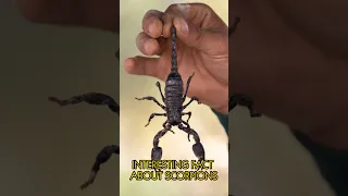 Interesting Fact About Scorpions! 🦂 #shorts #scorpion