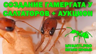 Создание гмергата у Harpegnathos saltator (Салтаторы)