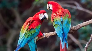 Green wing macaw pair #macaw #pvsexotics