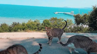 Join Me as I Feed and Befriend the Cutest Stray Cats in the Sea Garden-Cute Cat Video-Cat Lovers