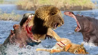 Lion Trapped Hippo And Hippo's Terrible Punishment For Lion #lion #hippo #animals #wildanimals