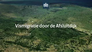 Vismigratie door de afsluitdijk