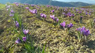 Albanian bio Shafran/Zafferano/saffron ottobre/2016