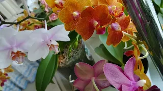 ЦВЕТЕНИЕ ОРХИДЕЙ У МОЕЙ ПРИЯТЕЛЬНИЦЫ ЛЮДМИЛЫ ❣️❣️❣️💥👍#phalaenopsis #orhids #ORJIDEA #FLOR ❤️🧡💛🌱🦋✌️