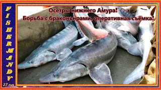 БОРЬБА С БРАКОНЬЕРАМИ НА АМУРЕ, ОСЕТРЫ, КАЛУГА  нижнего Амура! . 1 часть.