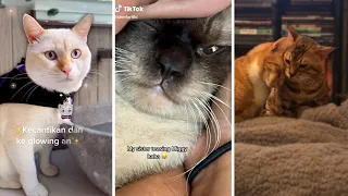 Cute CATS that Will Brighten Up Your Day 100% 😹❤️️🥰