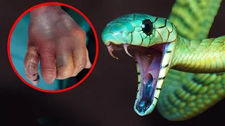 10 Most Venomous Snakes That Currently Exist