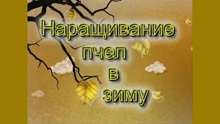 Надо ли наращивать пчел в зиму