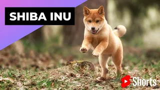 Shiba Inu 🐶 One Of The Most Popular Dog Breeds In The World #shorts