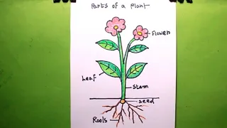How TO Draw a plant/draw different parts of plant/plant drawing easy