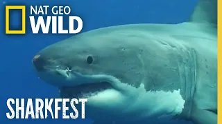 The Ultimate Predators | Inside the Terrifying World of Great White Sharks | Full Documentary