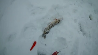 Выход на лёд в конце марта 2018 на жерлицы. рыбалка зимой ловля щуки fishing отдых