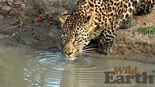 WildEarth -Sunrise Safari - February 3, 2020