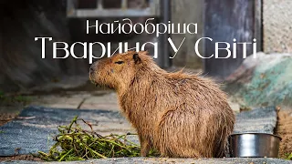 КАПІБАРА: ЧОМУ вона є однією з НАЙЦІКАВІШИХ тварин на Землі? | Найбільший гризун у світі