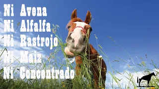 El Mejor Alimento Para Caballos 🐴-Del Cerro Soy