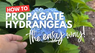 The Easy Way to Propagate Hydrangeas From Cuttings