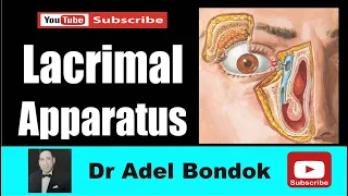 Anatomy of the Lacrimal Apparatus, Dr Adel Bondok Making Anatomy Simple