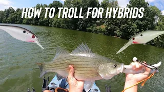 How to catch BIG Hybrid Striped Bass Using CRANKBAITS!