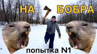 Охота на бобра капканами, попытка №1