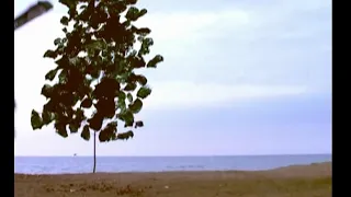 My Tree, an Abbas Kiarostami Short Film